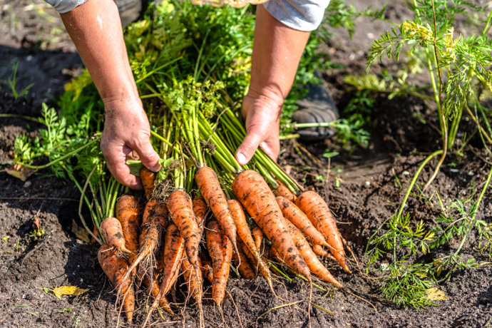 Las zanahorias son uno de los 10 mejores alimentos para prevenir el cáncer. 