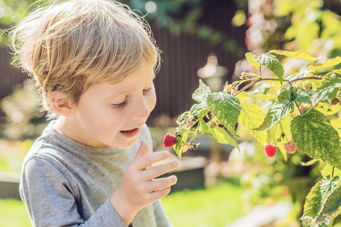 Niño recogiendo frambuesas en el campo