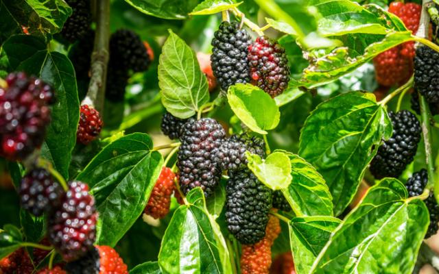 Ejemplo de hojas de moras.