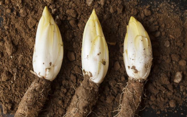 Achicoria propiedades antioxidantes y digestivas.