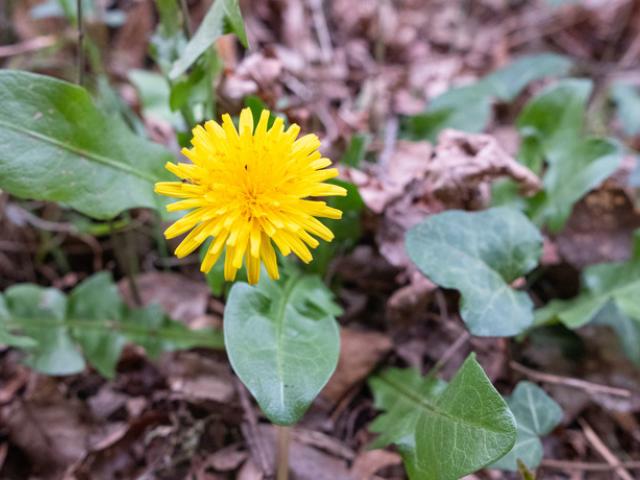 Imagen del diente de león y sus beneficios para la salud.