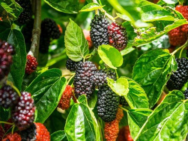 Ejemplo de hojas de moras.