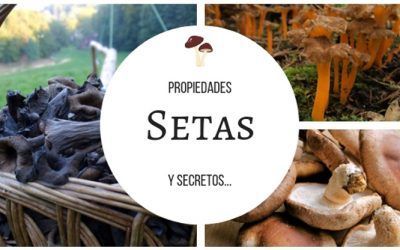 Bienvenida temporada de setas! Descubre sus propiedades